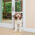 PetSafe Sliding 81-in Glass Pet Door, White, X-Large