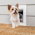 PetSafe Wall Entry Dual Flap Pet Door with Closing Panel, White, Small