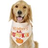 Shop All Dog Halloween