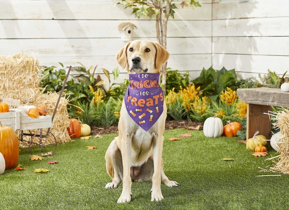 Frisco Voting for Bacon Dog & Cat Bandana