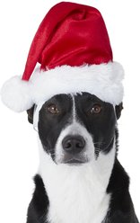 Frisco Holiday Dog & Cat Santa Hat, 1 count, Medium/Large