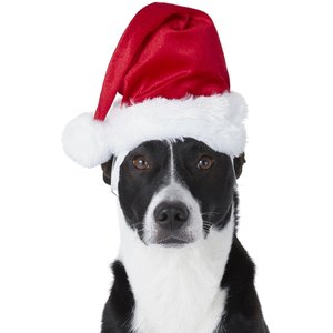 Frisco Deluxe Holiday Dog & Cat Santa Hat, 1 count, Medium/Large