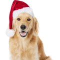 Frisco Deluxe Holiday Dog & Cat Santa Hat, 1 count, X-Large/XX-Large