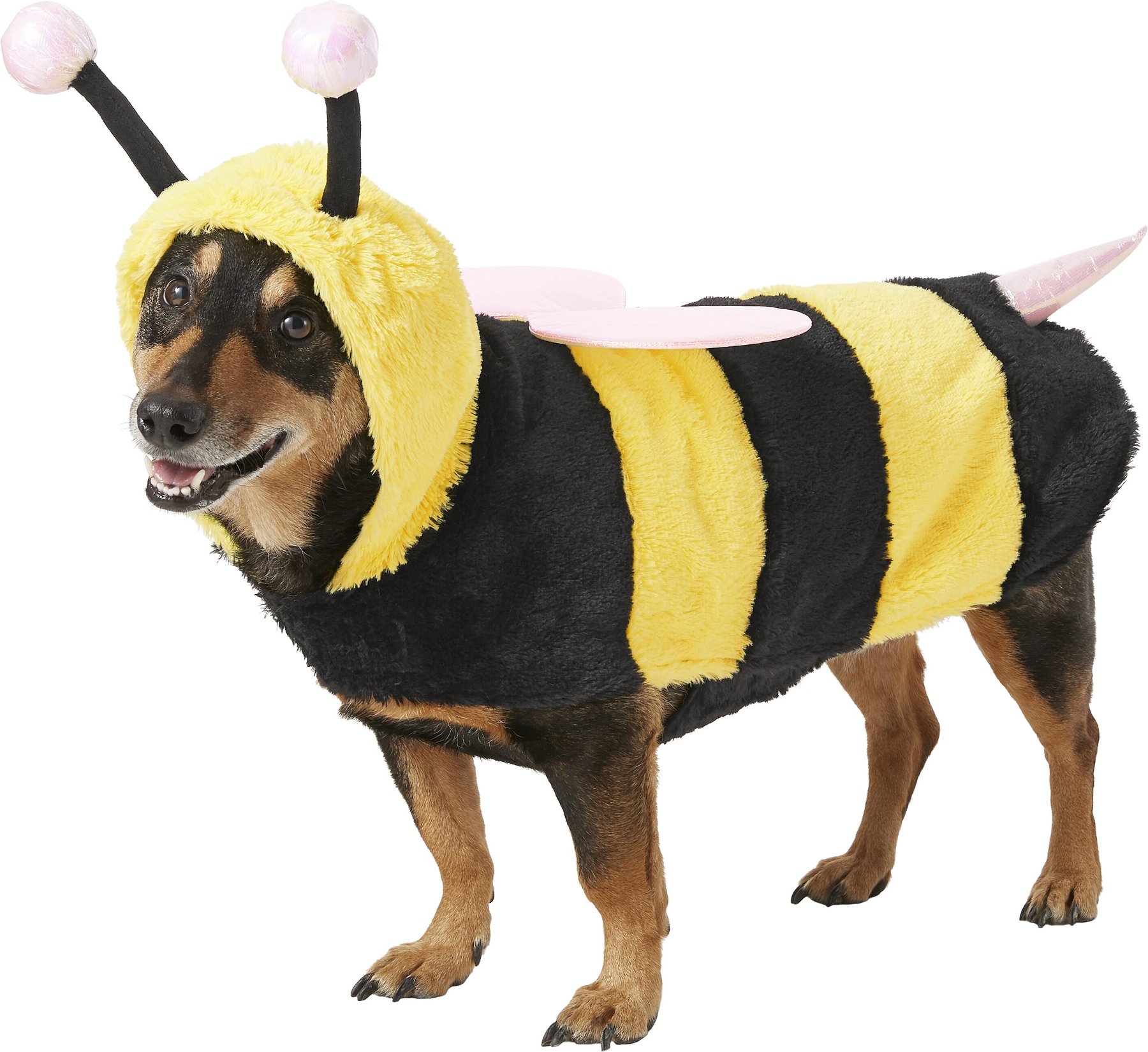 FRISCO LED Bumble Bee Dog & Cat Costume, X-Large - Chewy.com