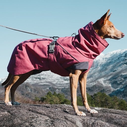 Hurtta Expedition Insulated Dog Parka, Beetroot, 20-in