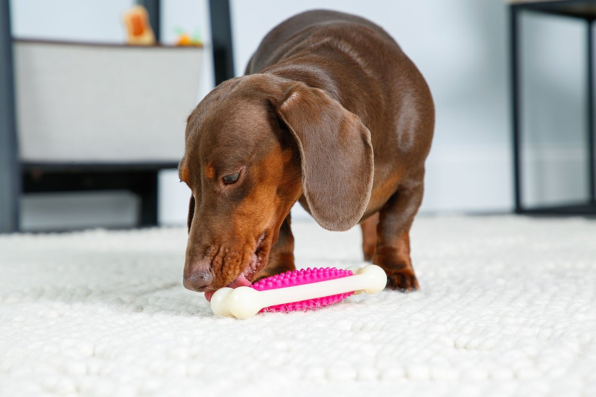 Hartz chew n clean best sale tuff bone