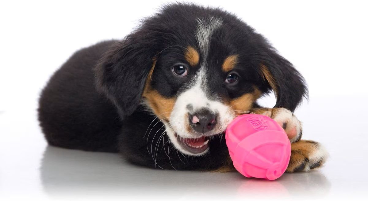 HARTZ Dura Play Bacon Scented Rocket Squeaky Latex Dog Toy, 3 count