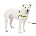 PetSafe Deluxe Easy Walk Nylon Reflective No Pull Dog Harness, Apple, Medium/Large: 24.5 to 34-in chest