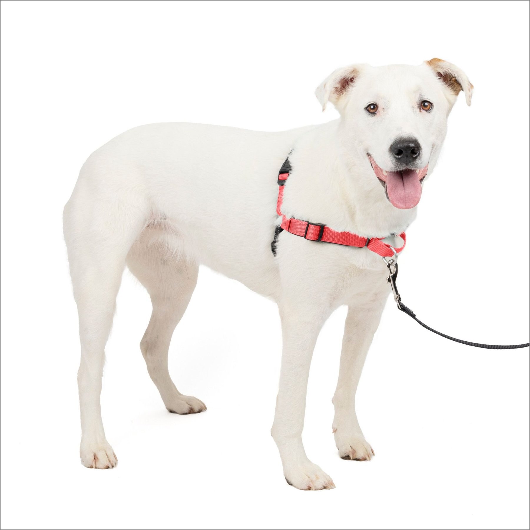 PETSAFE Deluxe Easy Walk Nylon Reflective No Pull Dog Harness Ocean Medium 23 to 33 in chest Chewy