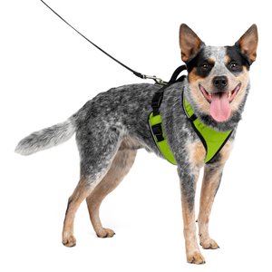 PetSafe EasySport Nylon Reflective Back Clip Dog Harness, Apple, Medium: 26 to 32-in chest
