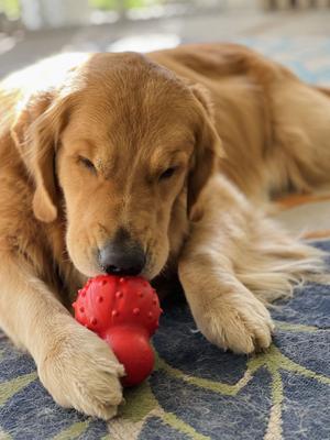 Show full view: Nylabone Strong Chew Cone Stuffable Dog Toy Rubber Stuffable Cone Bacon Cone, Large  slide 2 of 13