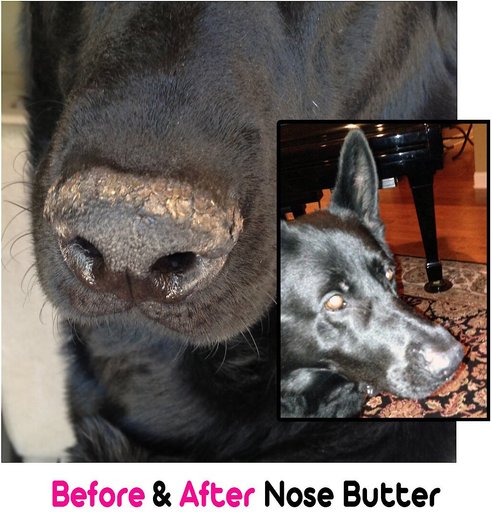 The Blissful Dog Every Dog Nose Butter, 2-oz tin