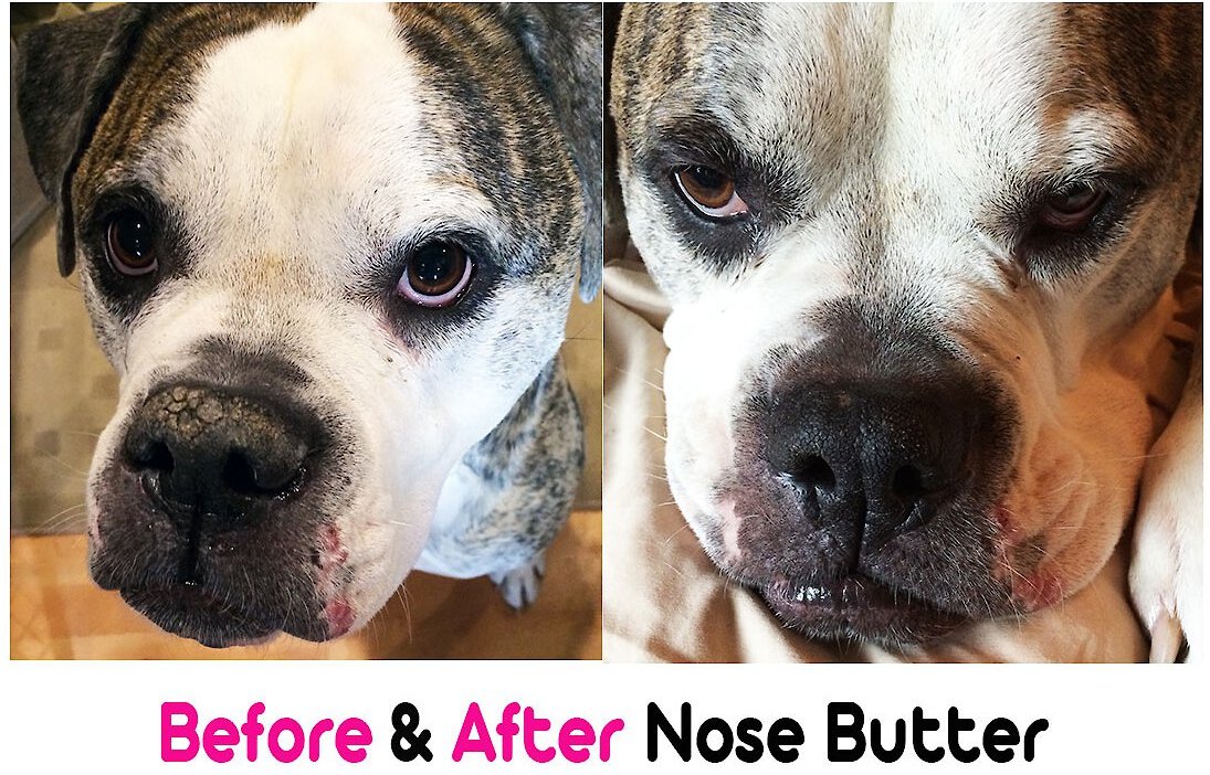 Dog bulldog outlet nose butter