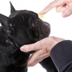 The Blissful Dog French Bulldog Nose Butter, 2-oz slide 2 of 5
