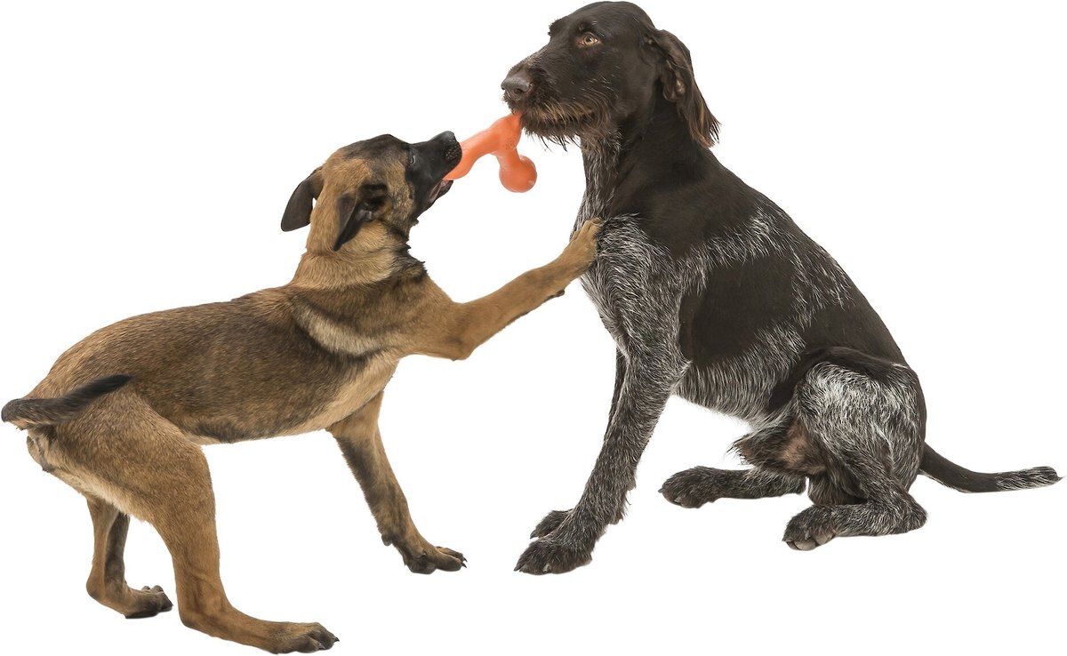 WEST PAW Skamp Fetch Dog Toy, Melon, Large - Chewy.com