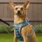 Show in main carousel: Kurgo Journey Air Polyester Reflective No Pull Dog Harness, Coastal Blue/Charcoal, X-Small: 12 to 18-in chest slide 6 of 11