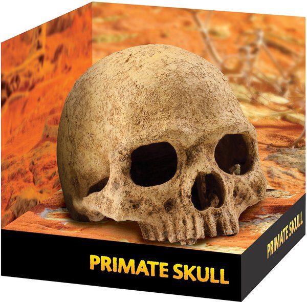 Exo Terra Primate Skull Terrarium Hiding Place slide 1 of 2