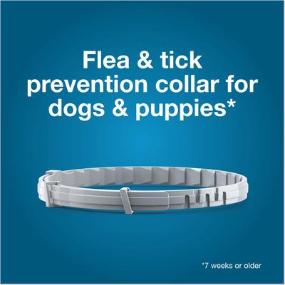 Show full view: Seresto Flea & Tick Collar for Dogs, over 18 lbs, 2 Collars (16-mos. supply) slide 4 of 10