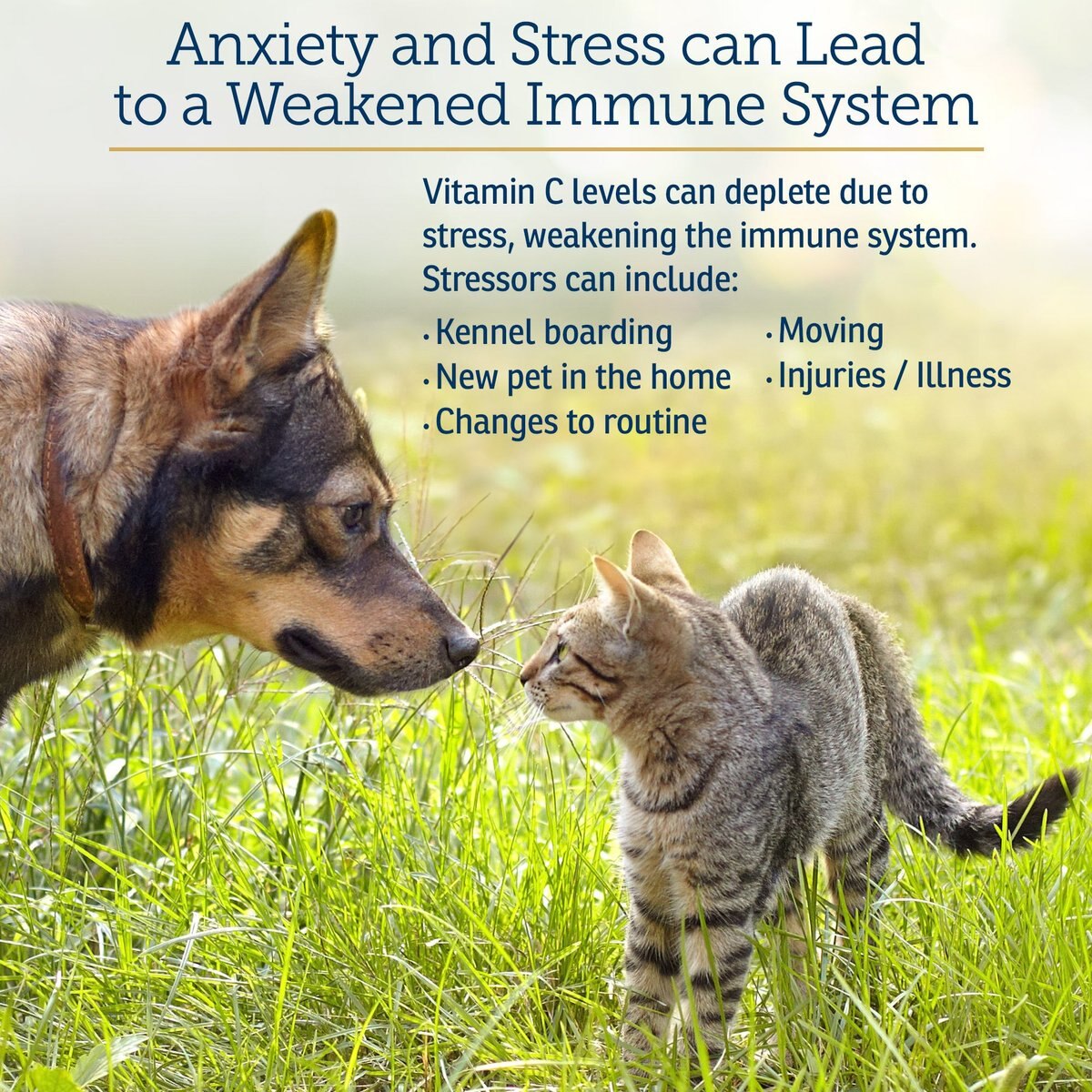 RX VITAMINS BioC Powder Immune Supplement for Cats & Dogs, 4oz bottle