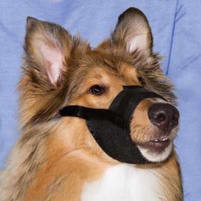 Show full view: PetSafe Dog Muzzle, Black, Large slide 3 of 6