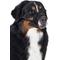 Show in main carousel: PetSafe Dog Muzzle, Black, X-Large slide 2 of 5