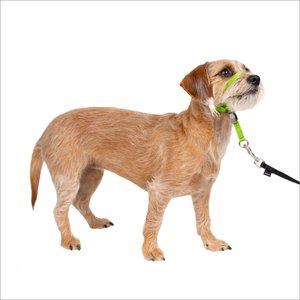 PetSafe Gentle Leader Padded No Pull Dog Headcollar, Apple Green, Small: 7 to 15-in neck