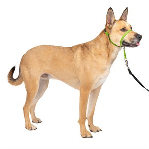 PetSafe Gentle Leader Padded No Pull Dog Headcollar, Apple Green, Medium: 9 to 19-in neck