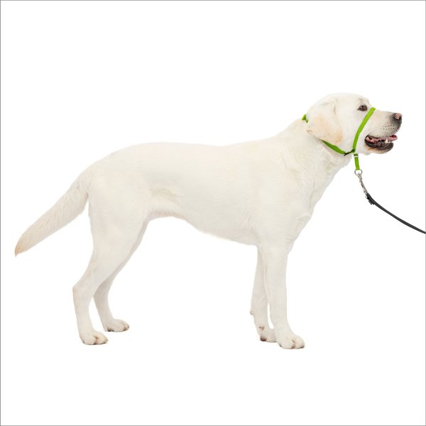 PetSafe Gentle Leader Padded No Pull Dog Headcollar, Apple Green, Large: 11 to 24-in neck slide 1 of 11