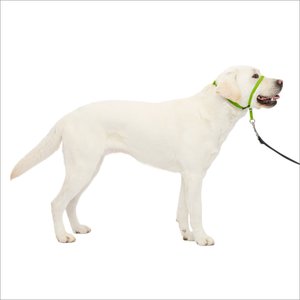 PetSafe Gentle Leader Padded No Pull Dog Headcollar, Apple Green, Large: 11 to 24-in neck