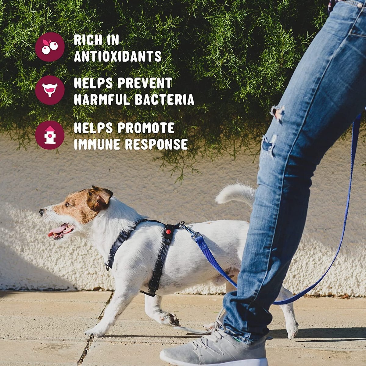 ACTIVE CHEWS Cranberry Urinary Health Dog Supplement, 120 count