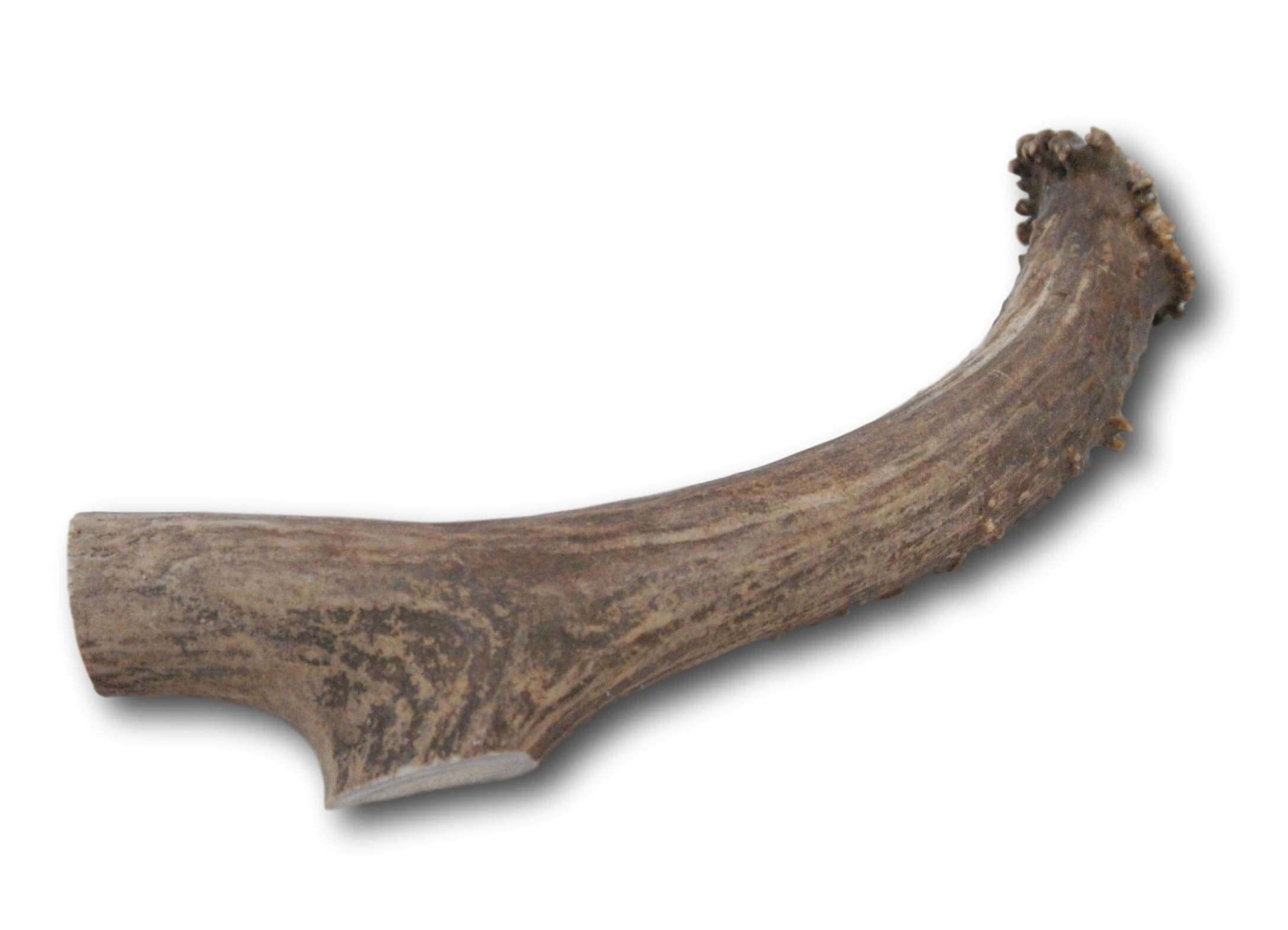 TOP DOG CHEWS Premium Whitetail Deer Large Antler Dog Treat Customer