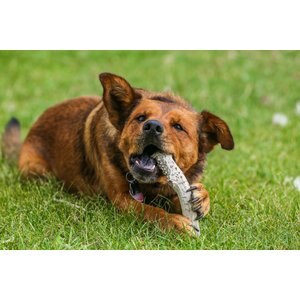 Top Dog Chews Large Antler Dog Treat, 6-9 inch