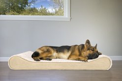 FurHaven Ultra Plush Luxe Lounger Orthopedic Cat & Dog Bed with Removable Cover, Cream, Large slide 1 of 9