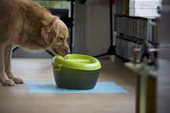 DOG H2O & CAT H2O Plastic Dog & Cat Fountain with Dental Care Tablet, Green/Grey, 201-oz slide 2 of 8