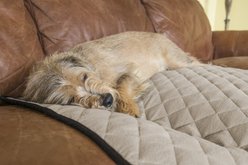 FurHaven ThermaNap Plush Velvet Self-Warming Dog & Cat Mat, Clay, Medium