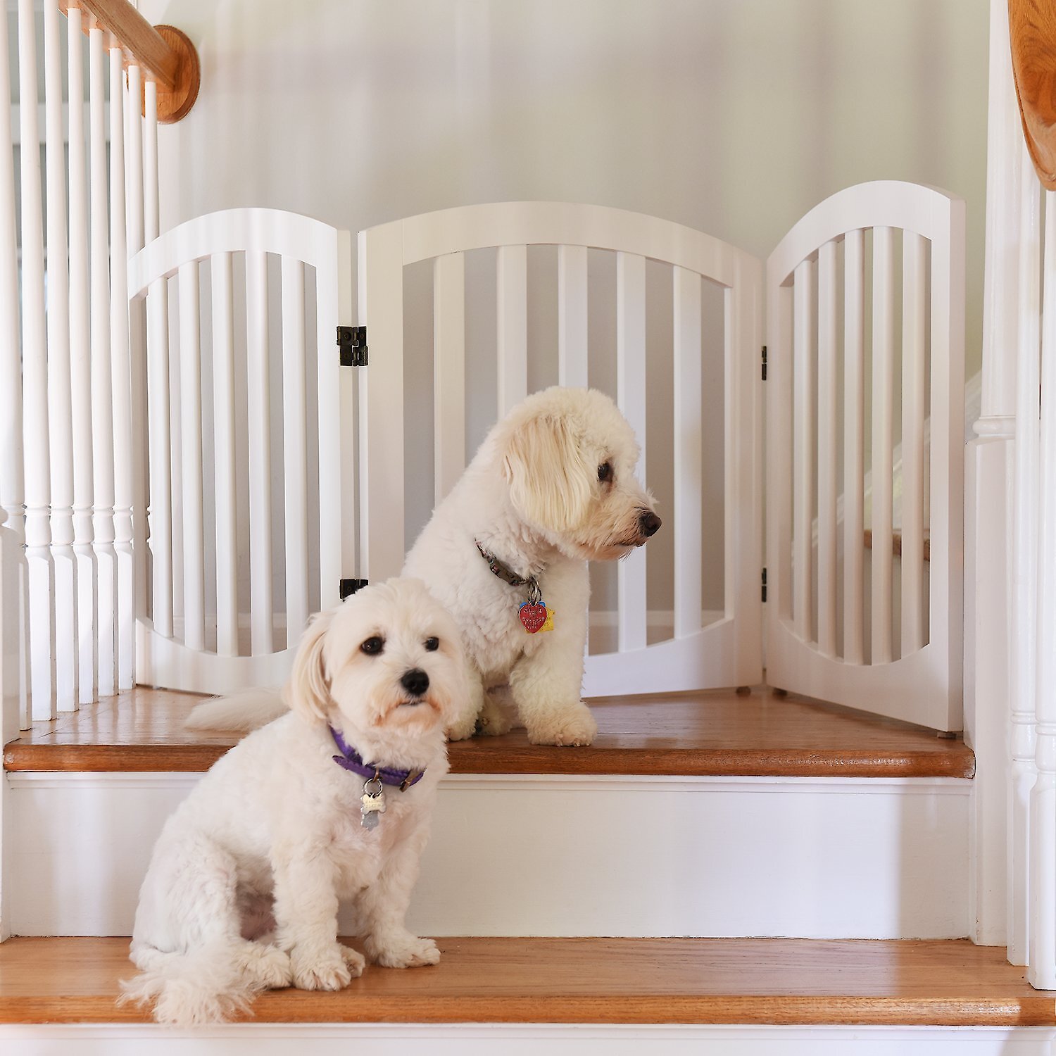 standing dog gate