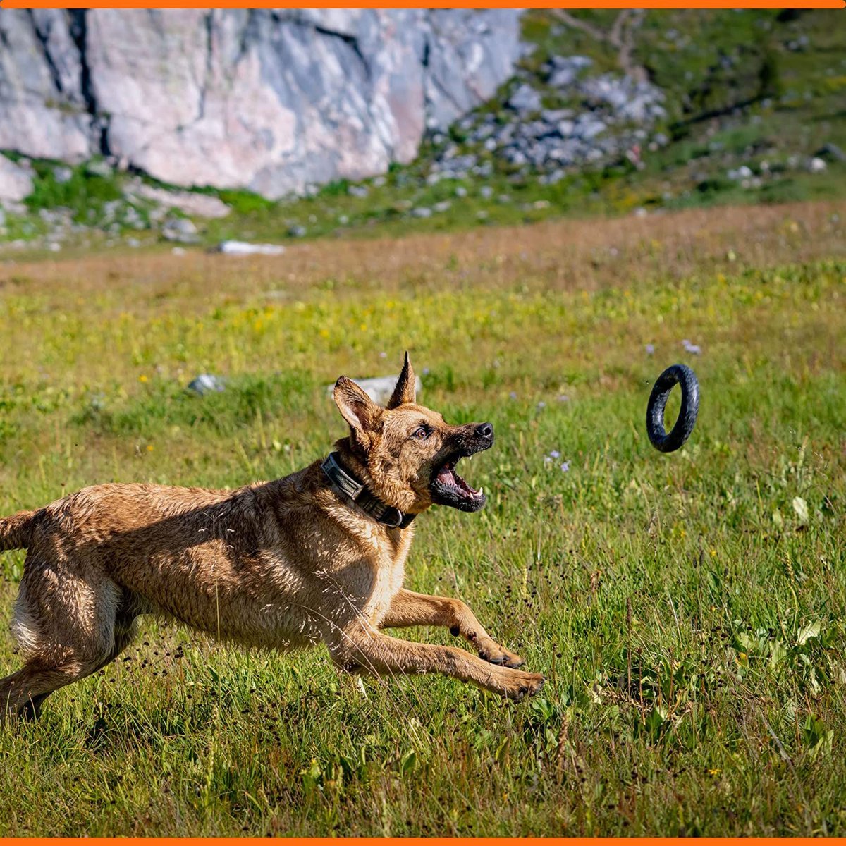 K9 shop dog toys