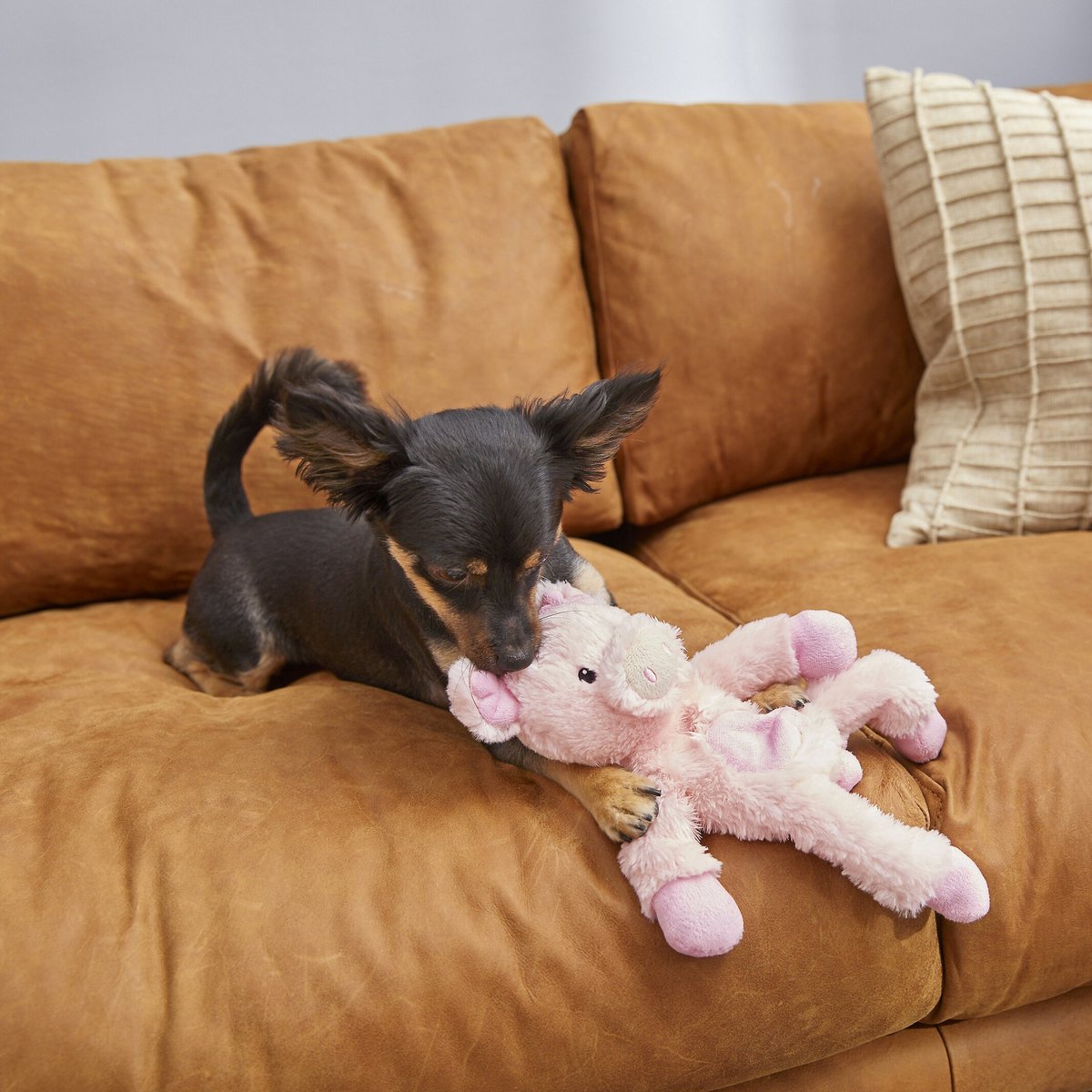 FRISCO Plush with Inside Rope Squeaking Pig Dog Toy