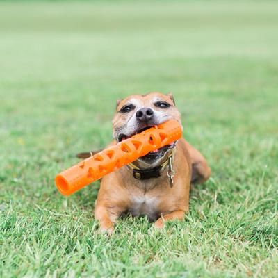 Show full view: Chuckit! Air Fetch Stick Dog Toy, Large slide 5 of 7