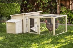 New Age Pet ECOFLEX Fontana Urban Farm Chicken Pen