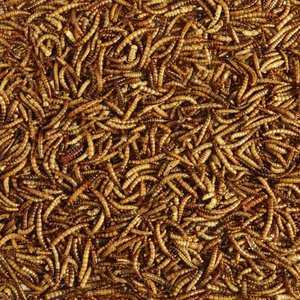 Kaytee Dried Mealworms Wild Bird & Chicken Treat, 32-oz bag