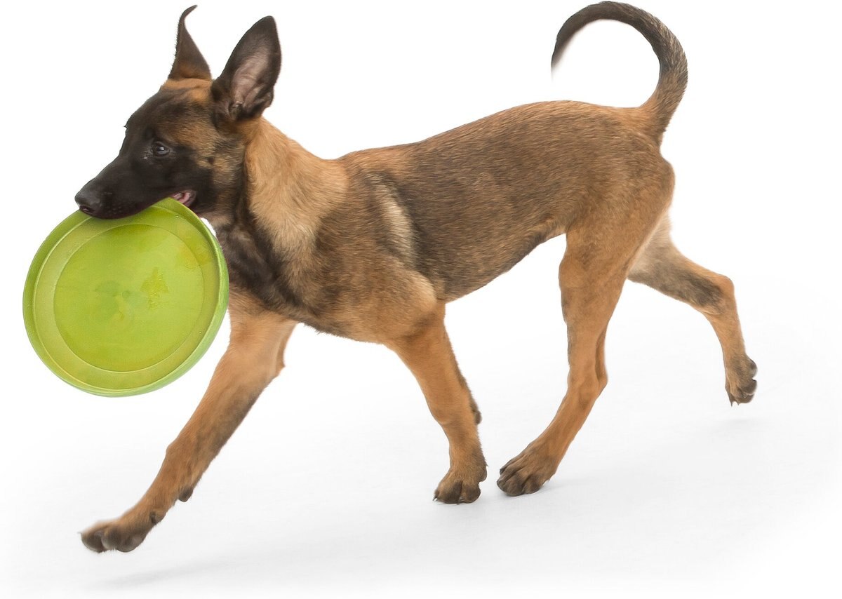 WEST PAW Zogoflex Glow Zisc Flying Disc Dog Toy, Large