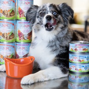 Best limited ingredient canned dog sale food