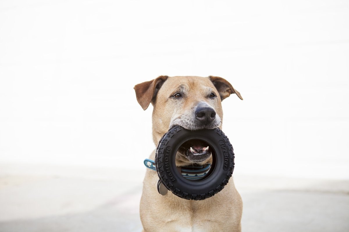 Large dog hotsell tire toy