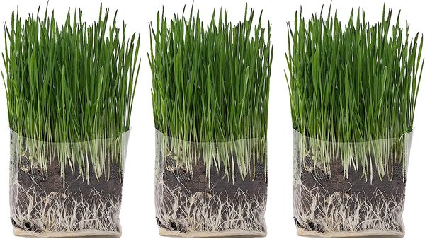 Chewy hotsell cat grass