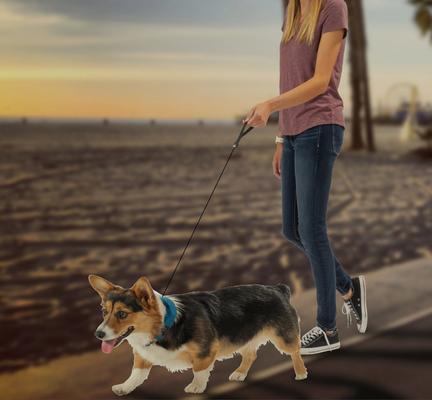 Show full view: Nite Ize RadDog All-In-One Dog Collar + Leash, Blue, Small slide 6 of 6