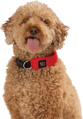 Show full view: Nite Ize RadDog All-In-One Dog Collar + Leash, Red, Medium slide 6 of 6