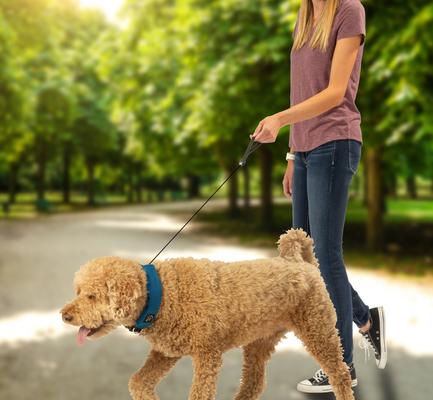 Show full view: Nite Ize RadDog All-In-One Dog Collar + Leash, Blue, Medium slide 6 of 6