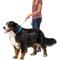 Show in main carousel: Nite Ize RadDog All-In-One Dog Collar + Leash, Blue, X Large slide 6 of 6
