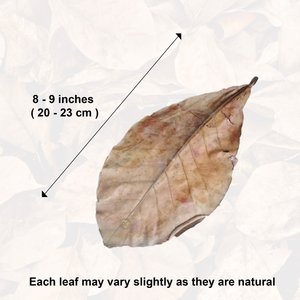 SunGrow Betta Fish Indian Almond Leaves, Water Conditioner & Tank Treatment for Freshwater Aquarium